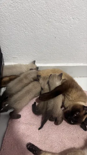 Doação filhotes gatos siameses