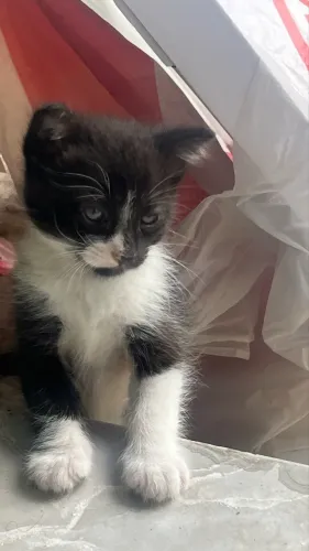 Doação de dois gatos filhotes 