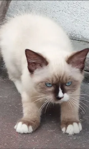 Gato filhote pra adoção