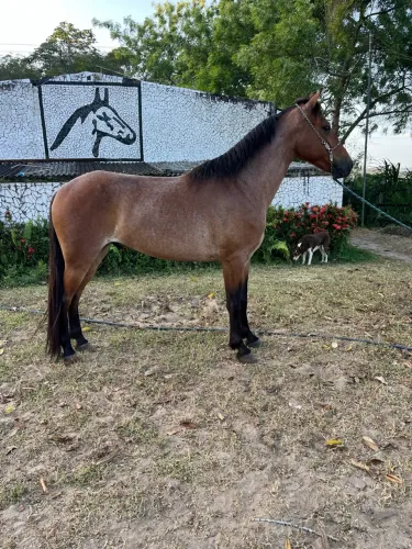 CAVALO ROSILHO SHOW DE MARCHA PICADA
