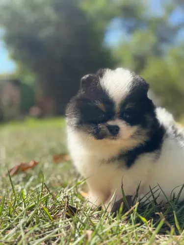 Lulu da Pomerania Anão Fêmea