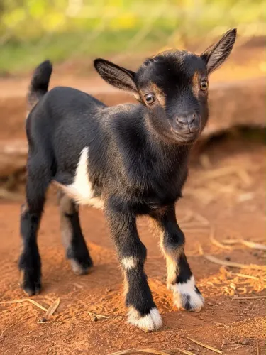 Mini cabrito macho 2 meses