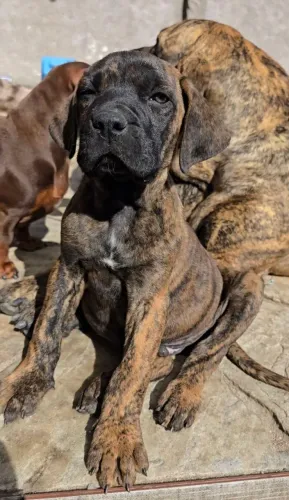 Último filhote Fila Brasileiro