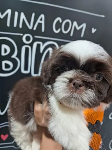 Linda Filhotes de Shihtzu Chocolate/Branco, Entrega Grátis 