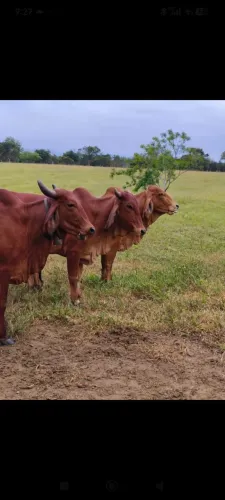 20 novilhas vermelhas + Indu Brasil