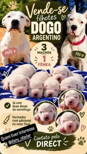 Vende filhotes de Dogo Argentino 