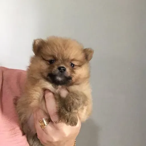 Lulu da pomerania - já com 1 vacina