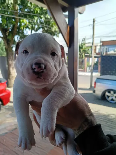 Pitbull 