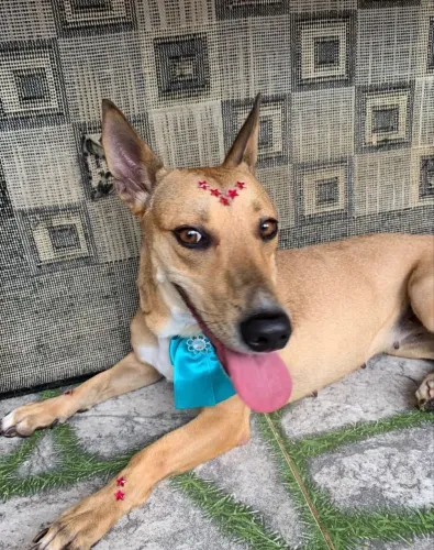 Cadela para adoção 