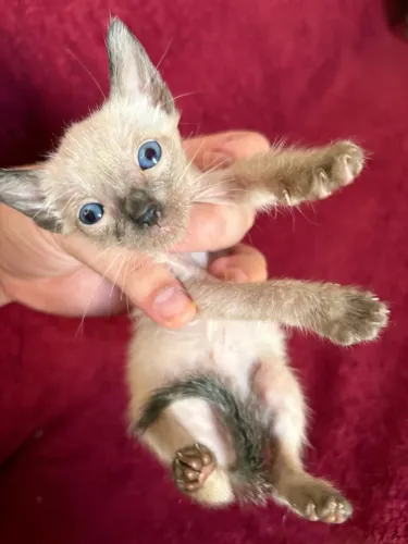Gatinhos para adoção