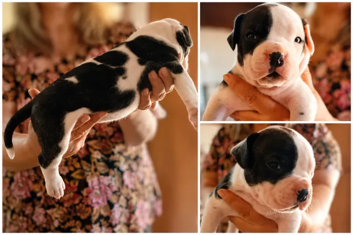 American Bully Fêmea 30 dias 