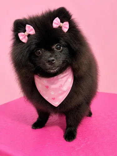 Lulu da pomerania