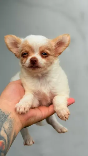 Chihuahua Macho ,Pelo Longo!