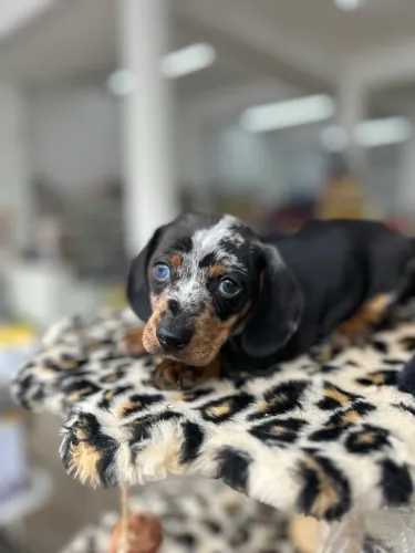 Filhotes de dachshund arlequim