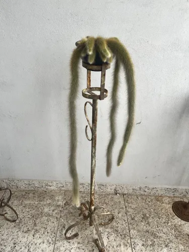 Cacto rabo de macaco