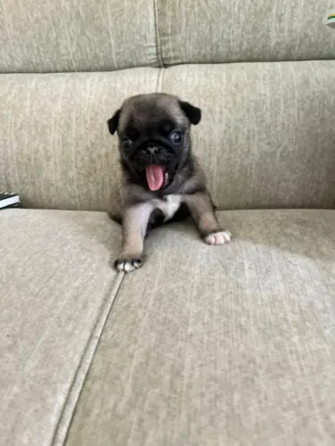 FILHOTES DE PUG RAÇA PURA