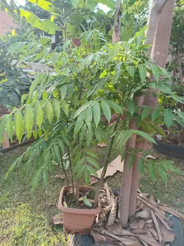 Vendo mudas 6 mudas