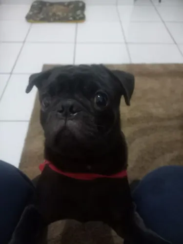 Pug raça pura
