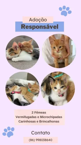 Gatinhas Adoção Responsável Teresina