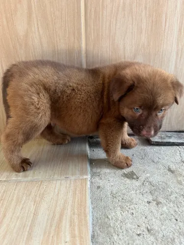 Filhotes de chow-chow
