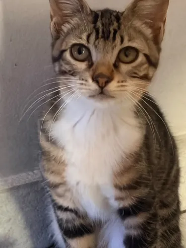 Gato filhote