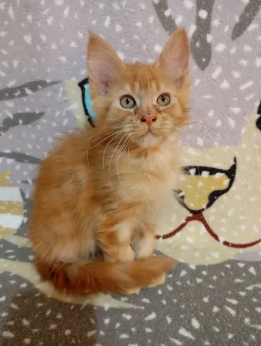 Filhote de gato macho mainecoon pronta entrega 
