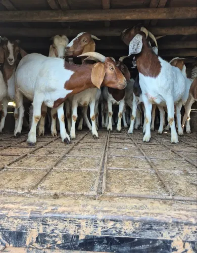 Vende-se bodes e cabras bôer p.o 