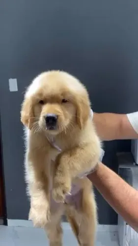 Golden Retriever filhotes