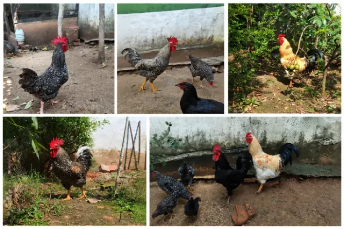 Vendo 5 galos