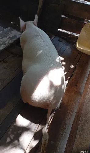 Vendo Porcos 