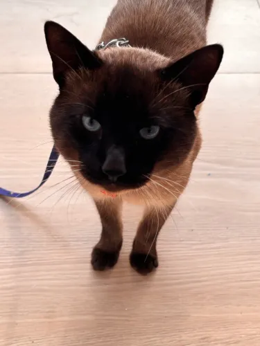 Doação de gato