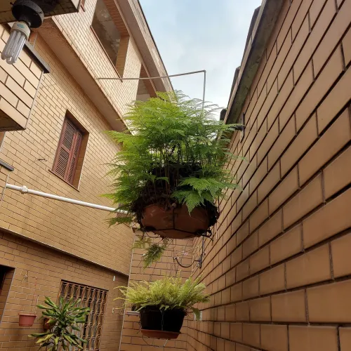 RENDA PORTUGUESA PLANTADA NO VASO DE XAXIM LEGÍTIMO RARIDADE