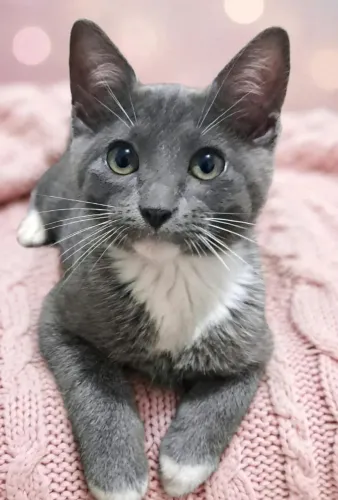 Linda gatinha para adoção 