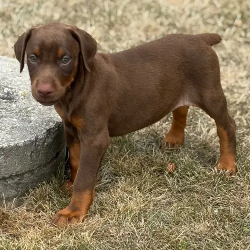 Doberman- O equilíbrio exato entre força e carinho