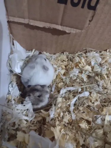 Hamster anão russo