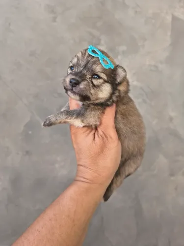 Spitz alemão 