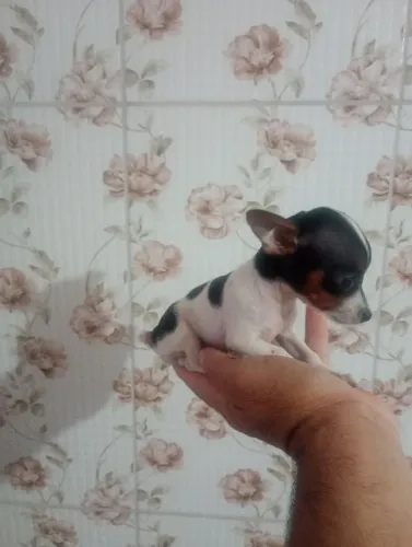 Filhote de pinscher