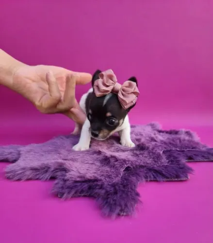 Delicadeza em Miniatura