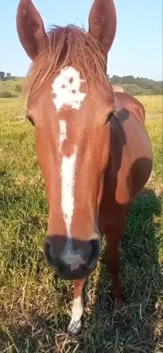Égua furtada em campinas sp