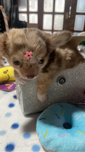  Chihuahua 