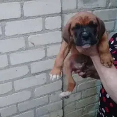 Boxer,Boxer Filhote Muito Amoroso e Dócil