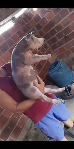 Futuras matriz Pietra puro e também tenho também duroc com pietran