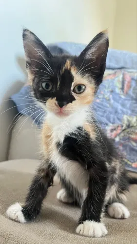 Gatinha para adoção