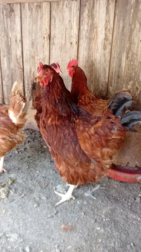 Galinhas embrapa