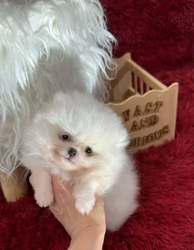 Spitz Alemão macho anão branco