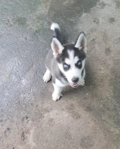Vendo uma linda filhote de husky siberiano.