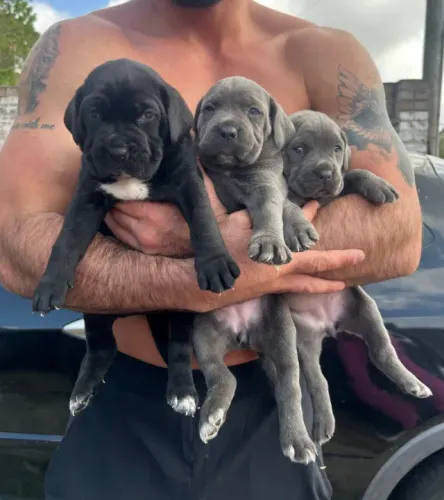 Cane Corso,Cane Corso Filhote Pronto Para Novo Lar