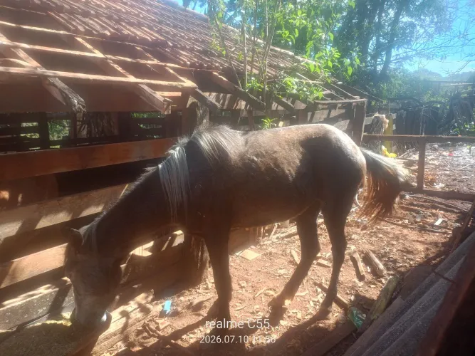 Vendo potra tôp de marcha nova 