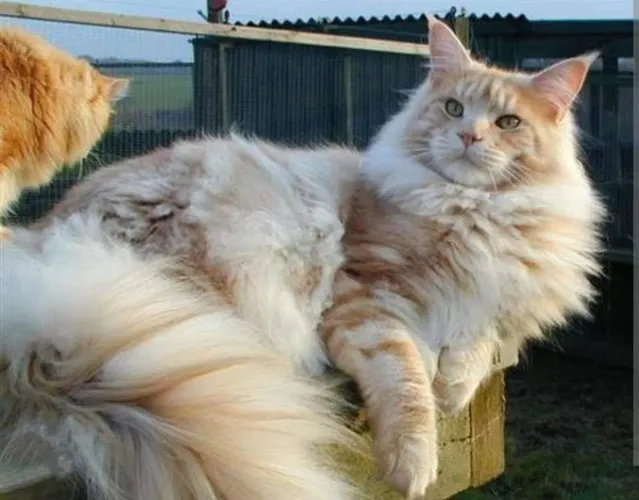 Filhotes de gato Maine coon