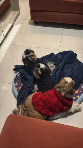 Doando 3 shitzu